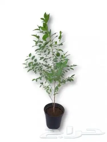 يوجد لدينا جميعا انوع انخيل الرياض المزحميه الدوادمي 4