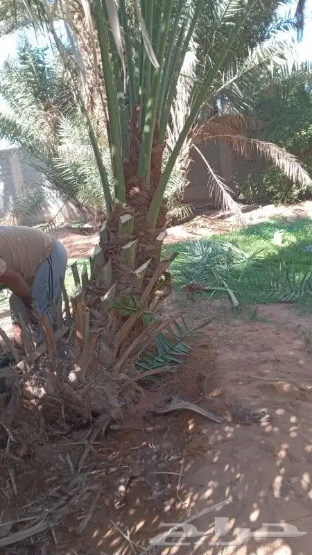نخيل للبيع لتواصل جوال 6