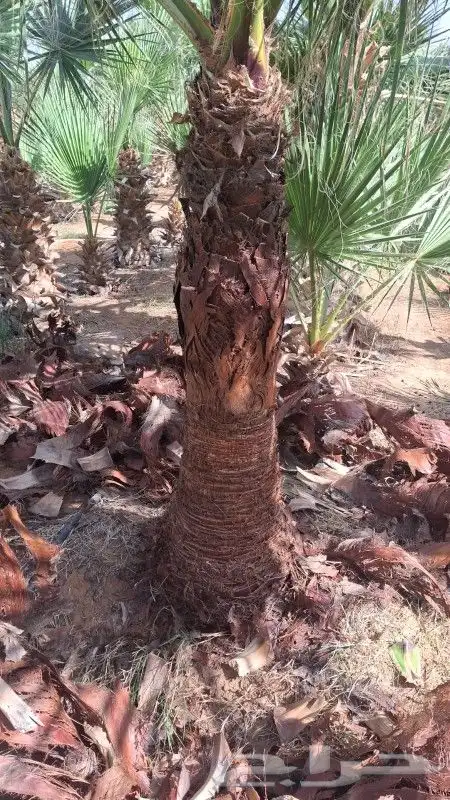 يوجد لدينا جميعا انوع انخيل الرياض المزحميه الدوادمي 1