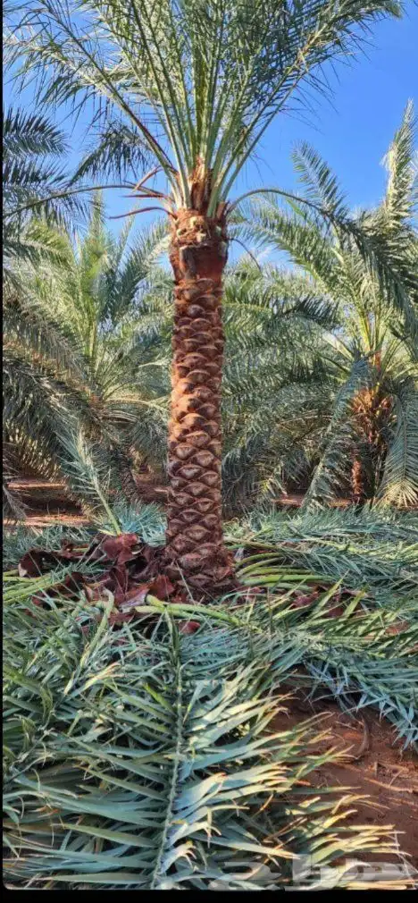 نخل واشنطني زينه ونخل عربي مثمر الرياض 7