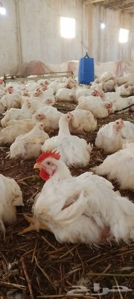مشرف مزارع الدواجن وليه خبره عاليه في هذا المجال 0