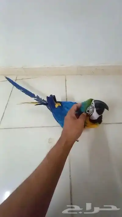 مكاو بلو اند قولد اليف هدد 0