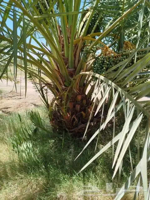 يوجد نقايل للبيع وجميع المقاسات ونوايع متوفره 1