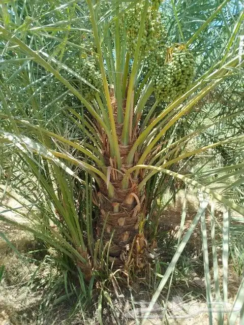 يوجد نقايل للبيع وجميع المقاسات ونوايع متوفره 0