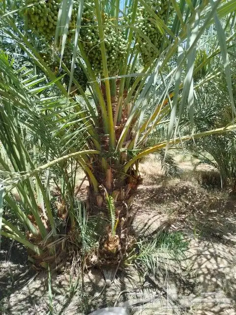 يوجد نقايل للبيع وجميع المقاسات ونوايع متوفره 4