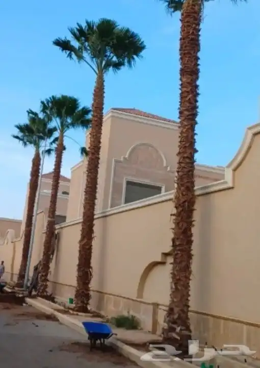 نخيل واشنطني 9