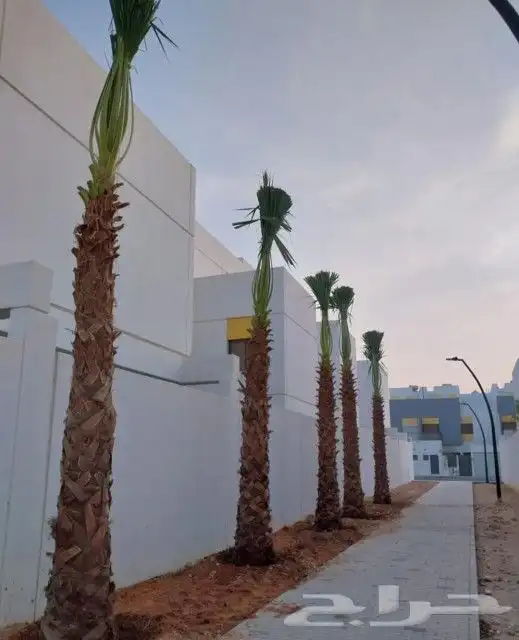 نخل مثمر للبيع مجدول خضري دخيني ونانه صفاوي نخيل اخلاص سكري 4