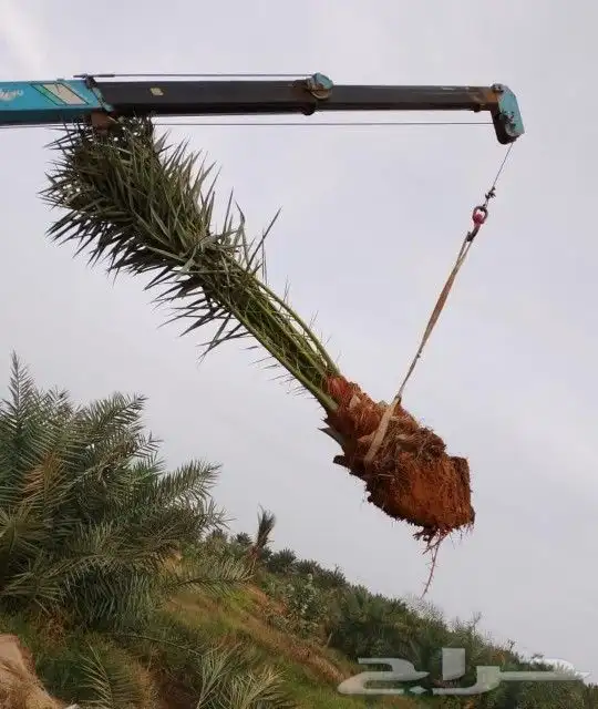 نخل مثمر للبيع مجدول خضري دخيني ونانه صفاوي نخيل اخلاص سكري 7