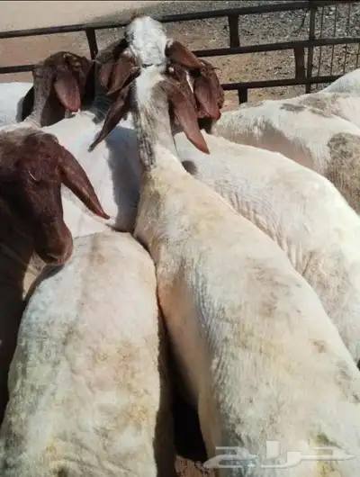 ورشة قصاص غنم 0
