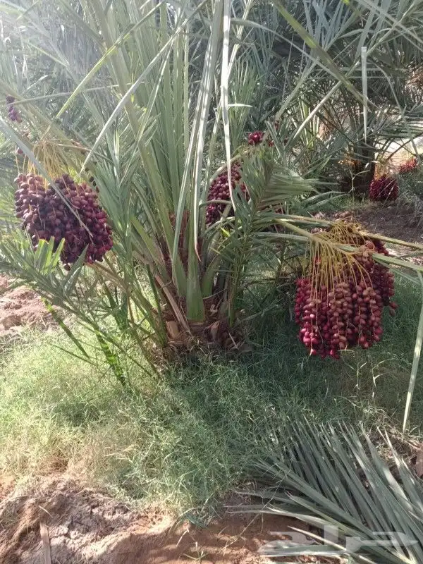 يوجد نقايل للبيع وجميع المقاسات ونوايع متوفره 3