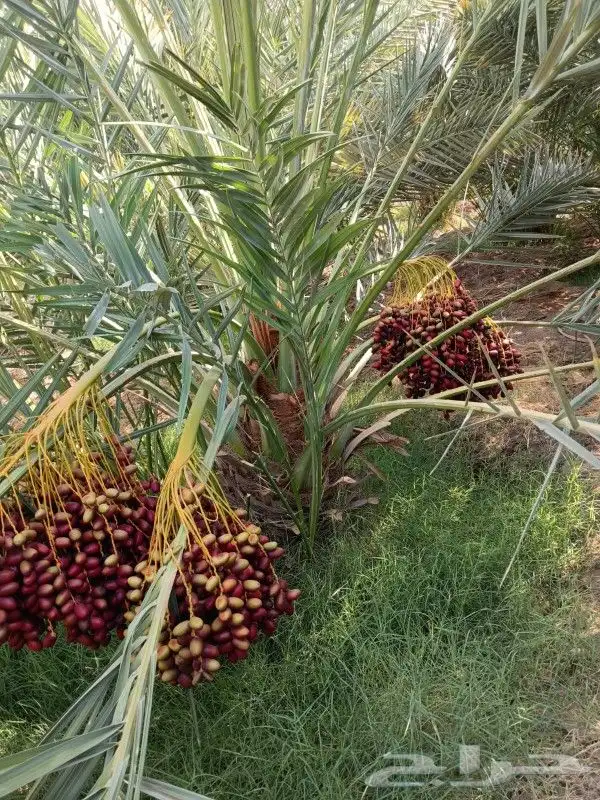 يوجد نقايل للبيع وجميع المقاسات ونوايع متوفره 2