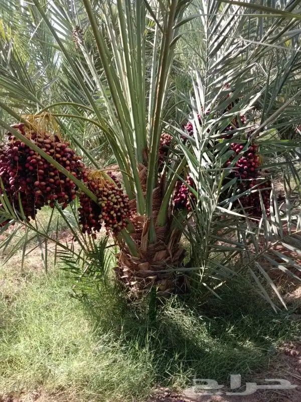 يوجد نقايل للبيع وجميع المقاسات ونوايع متوفره 6