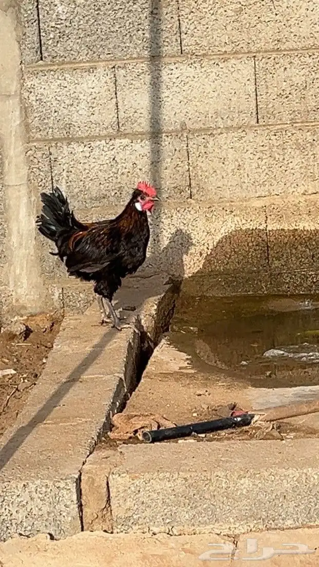 ديكه للبيع 4