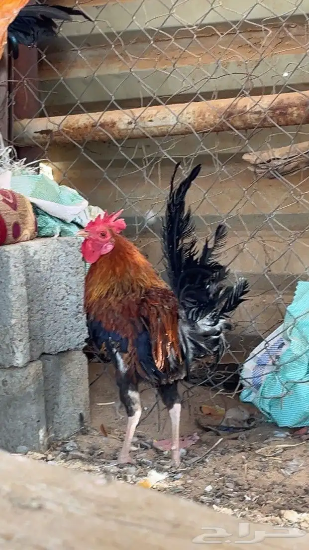 ديكه للبيع 3