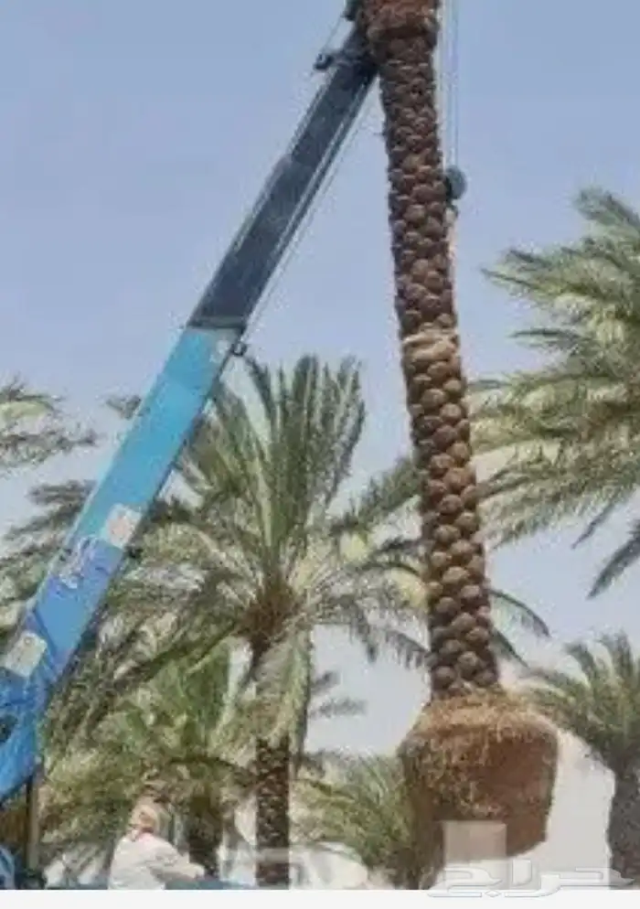 زراعة وتنسيق الحدائق 8