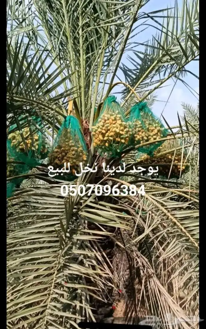 يوجد لدينا مزرعه خلاص 2000 نخله من حب يتواصل معنا 7