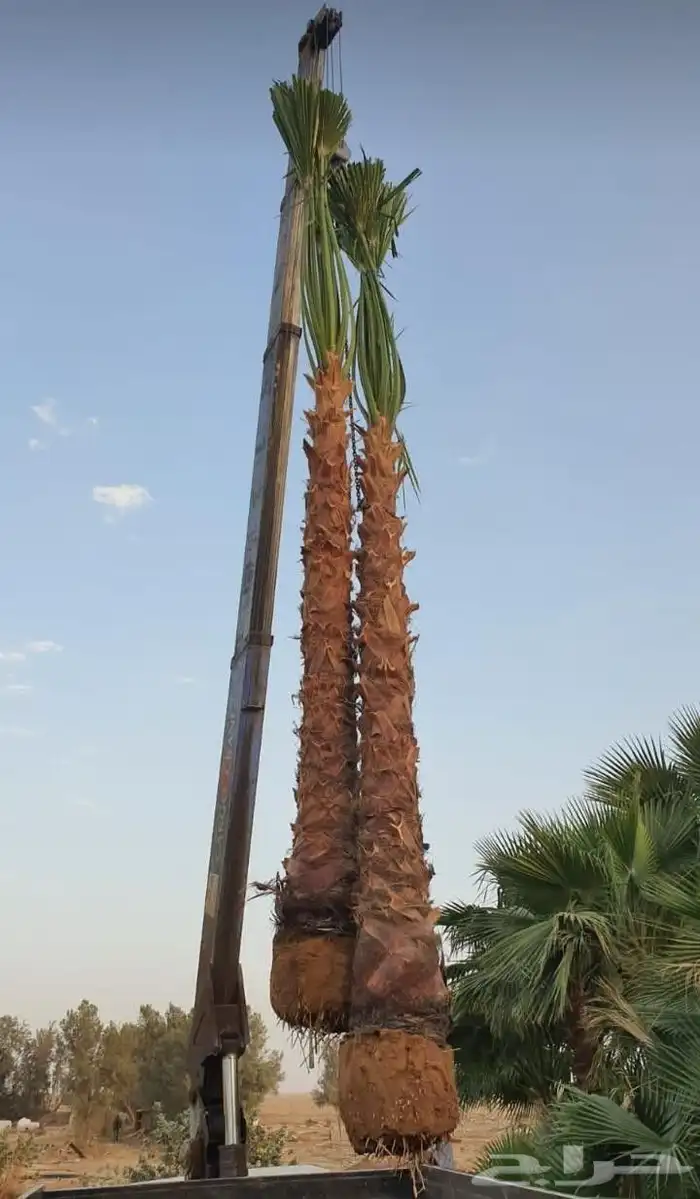 نخيل واشنطني 1