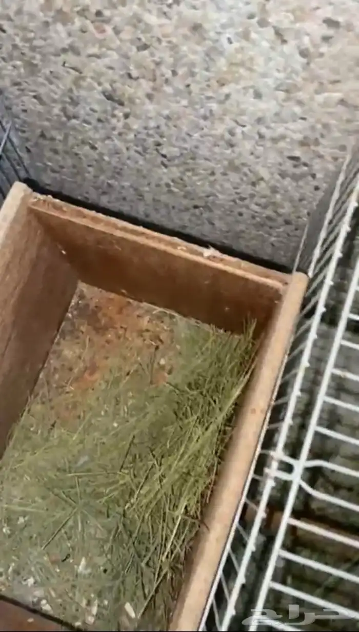 بغباء روز البينو عيون حمر 2