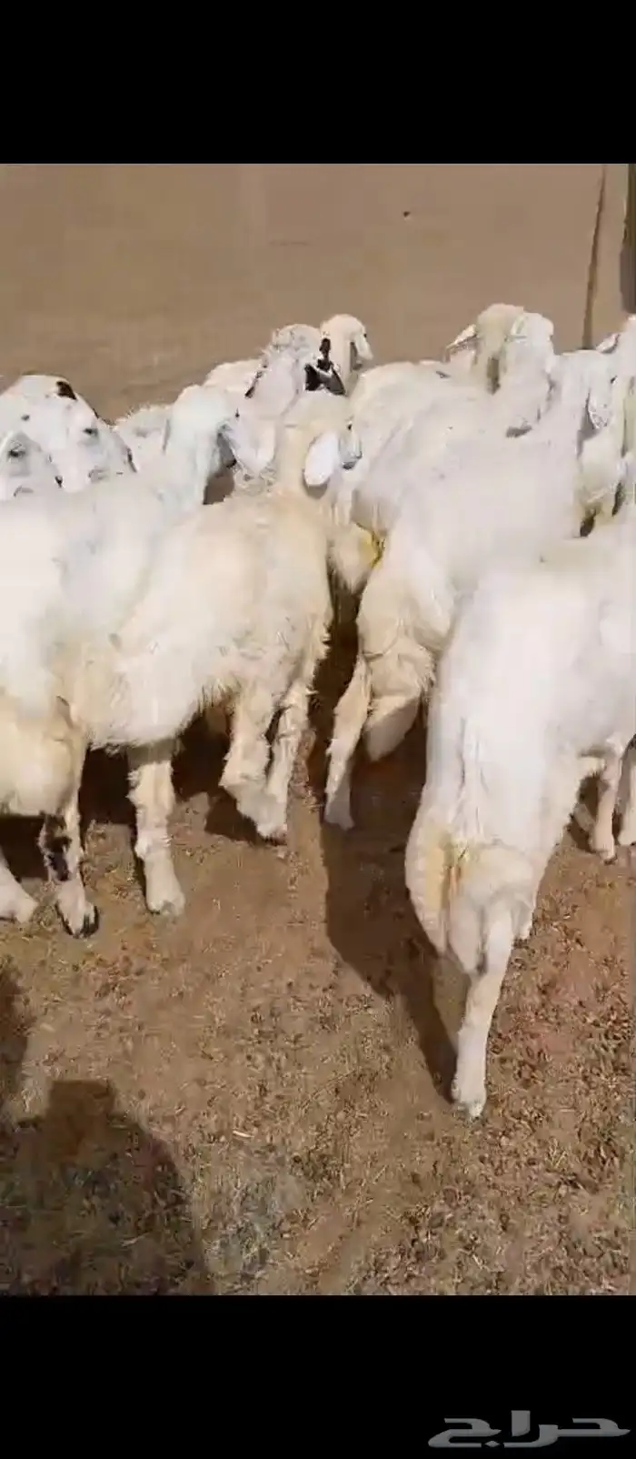 رخال للبيع. لاهل التربية 0