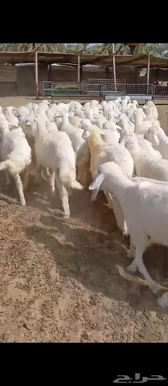 رخال للبيع. لاهل التربية 1