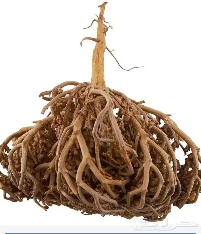 كف مريم للبيع نظيفه الكيس ب 50 0