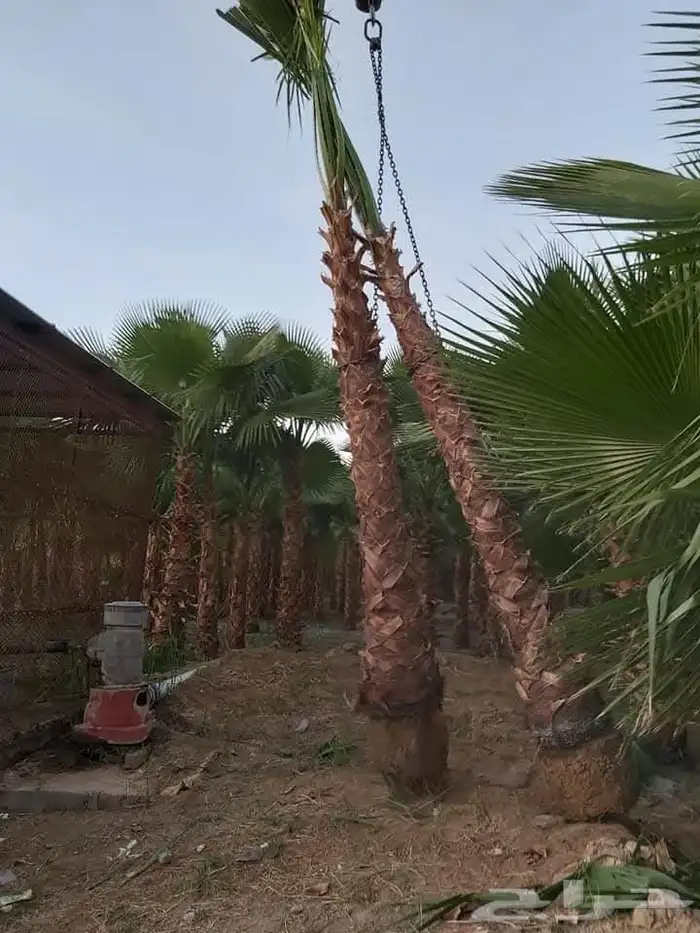 نخل للبيع شيشي سكري هلالي عجوه نخيل واشنطني سلج مجدول برني 2