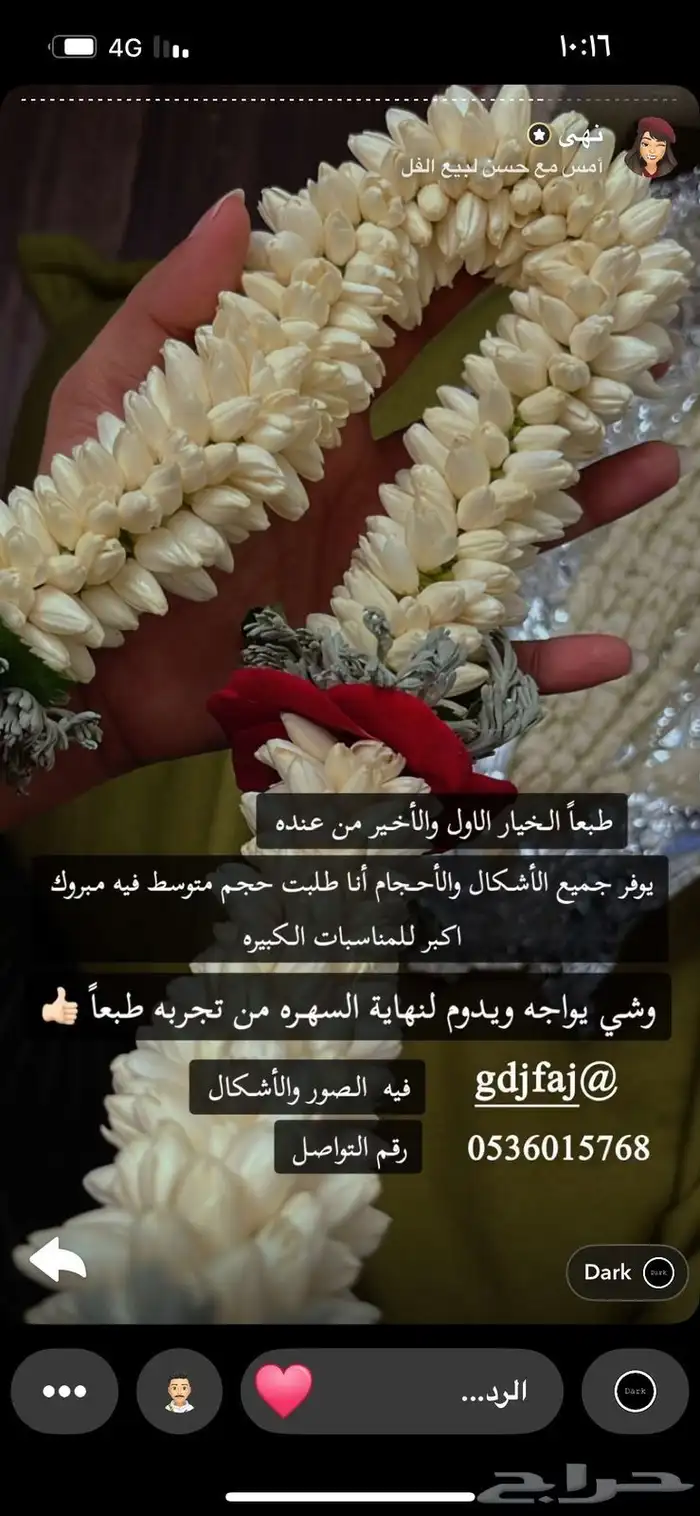 فل صبيا فل جيزاني 0