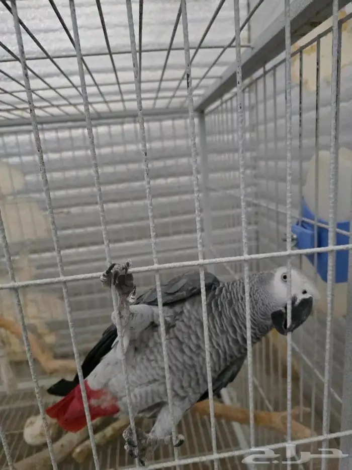ببغاء كاسكو (African grey) 1