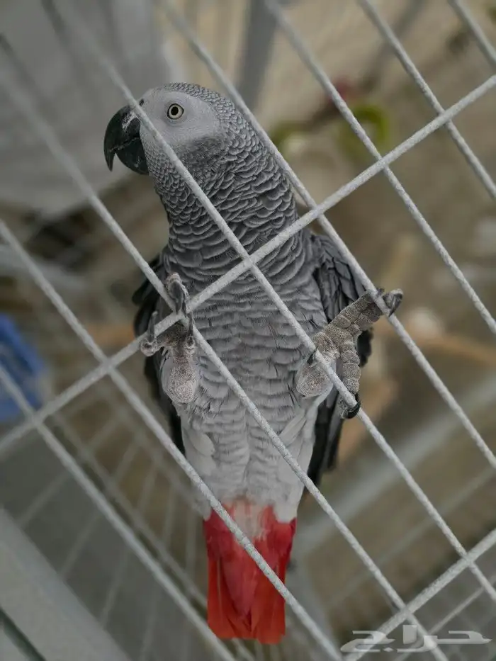 ببغاء كاسكو (African grey) 3