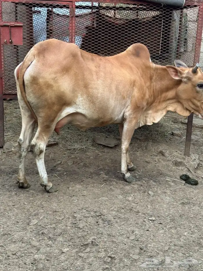 بقره دافع واصله 1