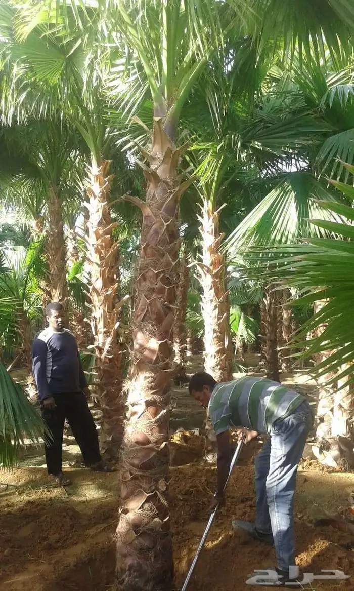 ابوياسين لبيع جميع انواع النخيل البلدي والواشنطن 5