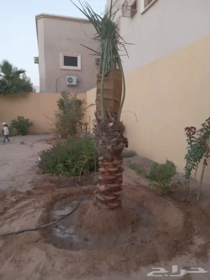 نخيل للبيع لتواصل جوال 4