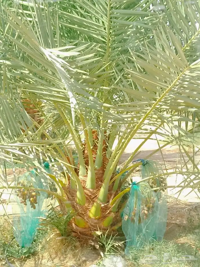 نخل مثمر للبيع مجدول خضري دخيني ونانه صفاوي نخيل اخلاص سكري 9