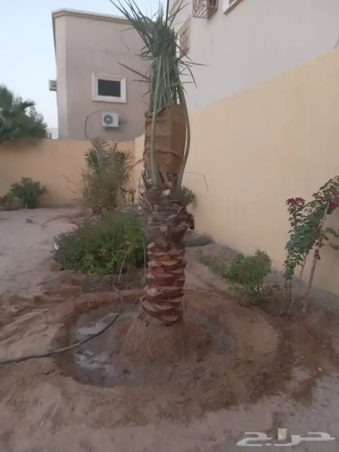نخيل للبيع لتواصل جوال 5