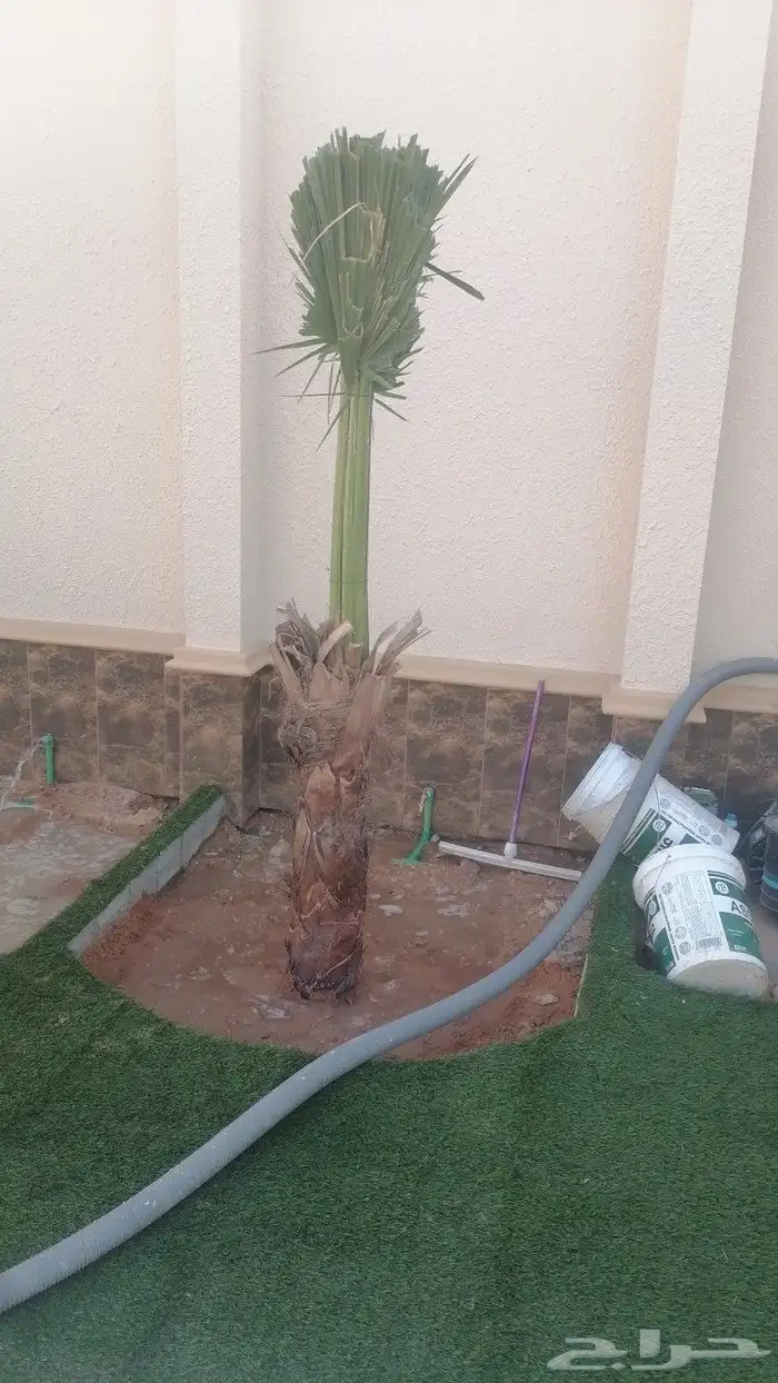 يوجد لدينا جميعا انوع انخيل الرياض المزحميه الدوادمي 0