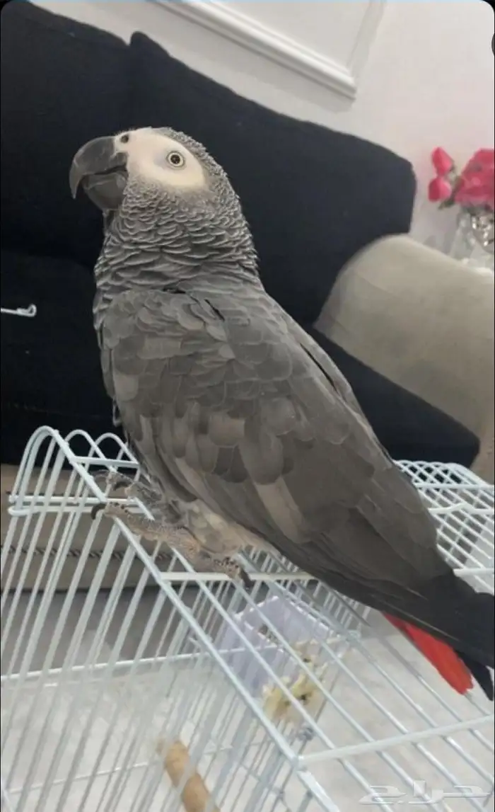 الشرقية_الرياض _المجمعة_القصيم _حايل_المدينه المنورة _والعكس 3