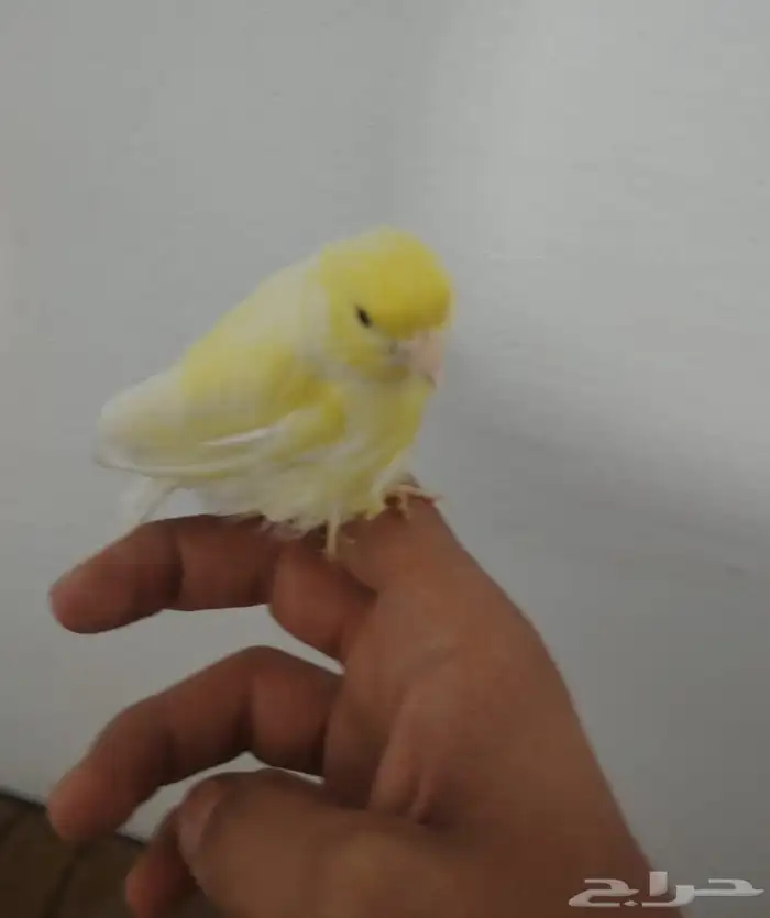 ذكر كناري 4