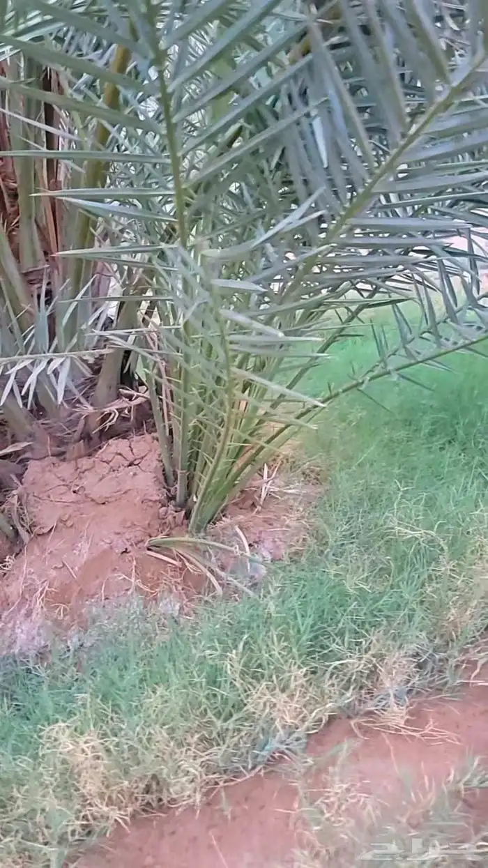 نخيل مثمر بجميع انواعه ومقاساته ومجذر 3