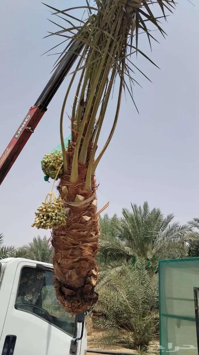 نخل للبيع شيشي سكري هلالي عجوه نخيل واشنطني سلج مجدول برني 0