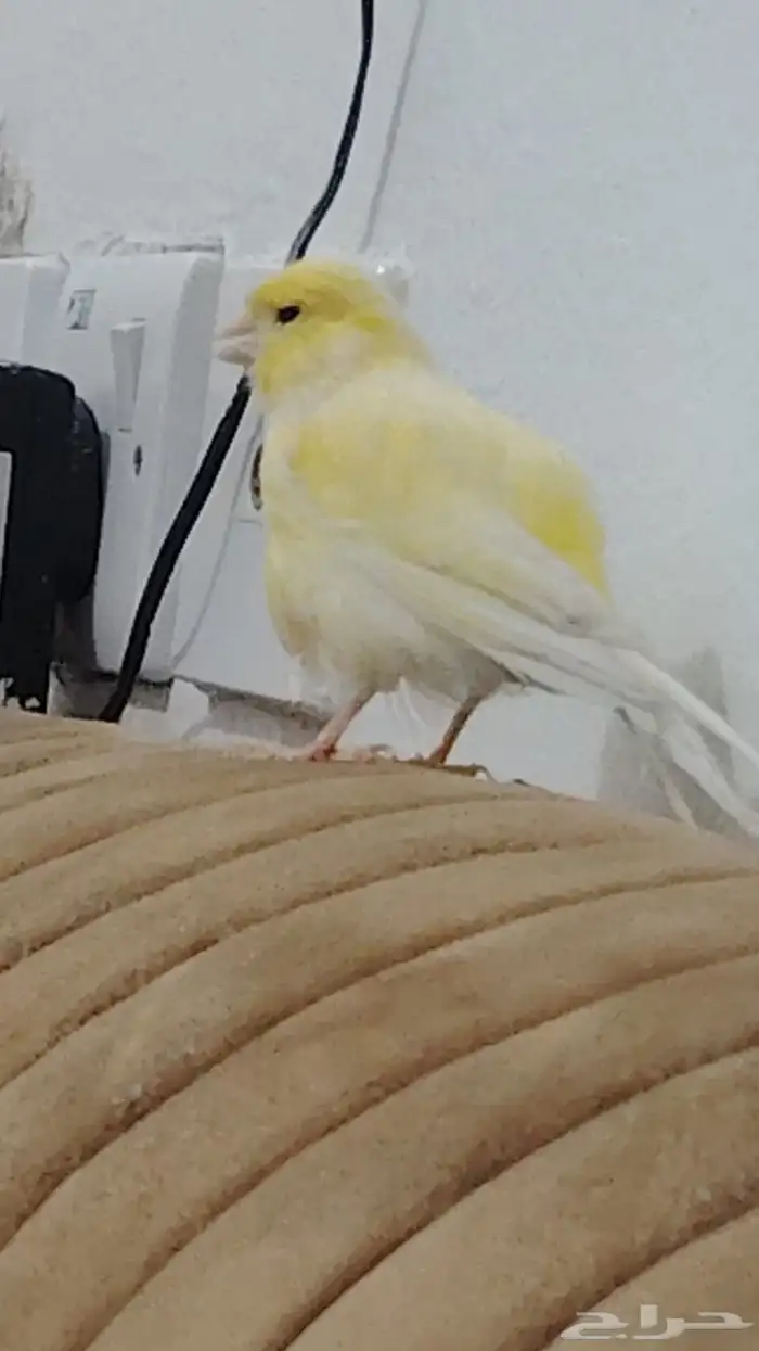 ذكر كناري 3