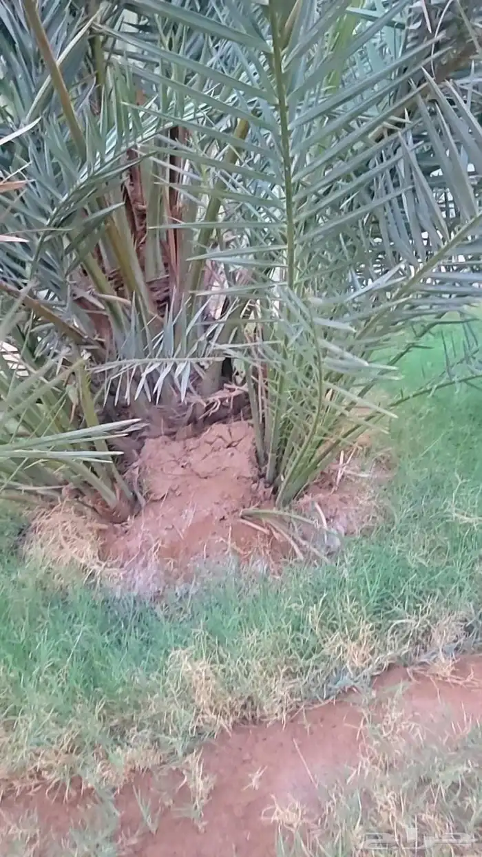 نخيل مثمر بجميع انواعه ومقاساته ومجذر 0