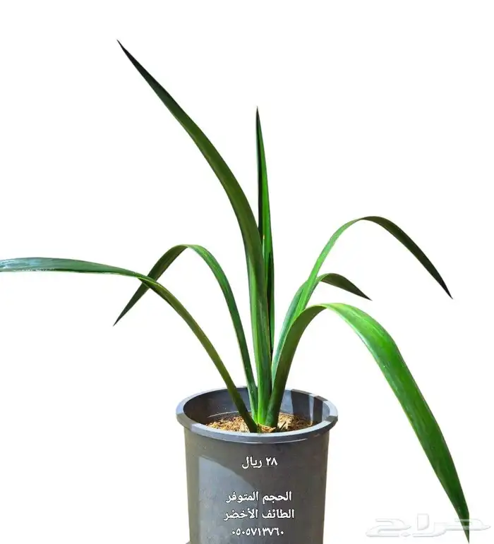 صبار اغاف سيزال 0