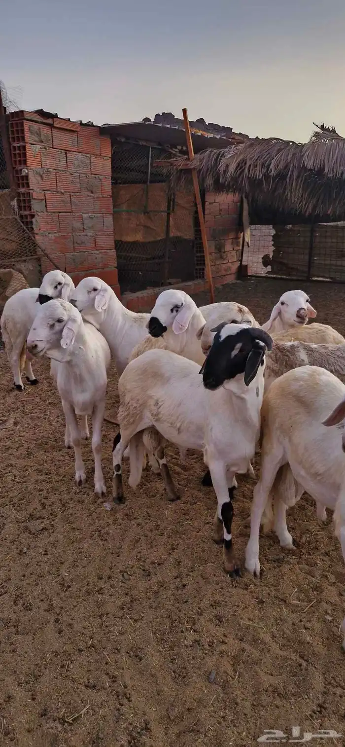 طليان سواكن دمازين بيضاء مرابي 1