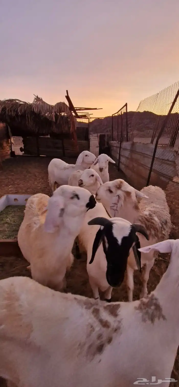 طليان سواكن دمازين بيضاء مرابي 3