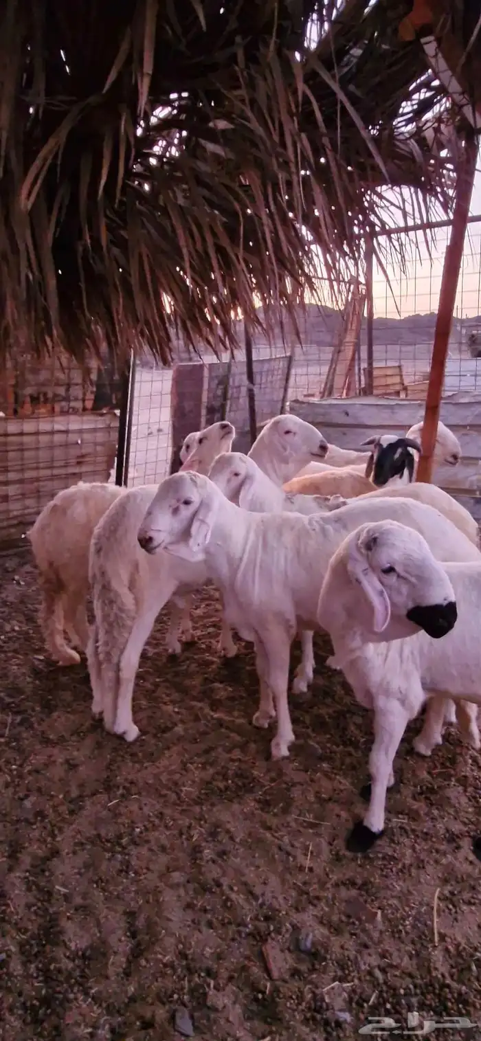 طليان سواكن دمازين بيضاء مرابي 5
