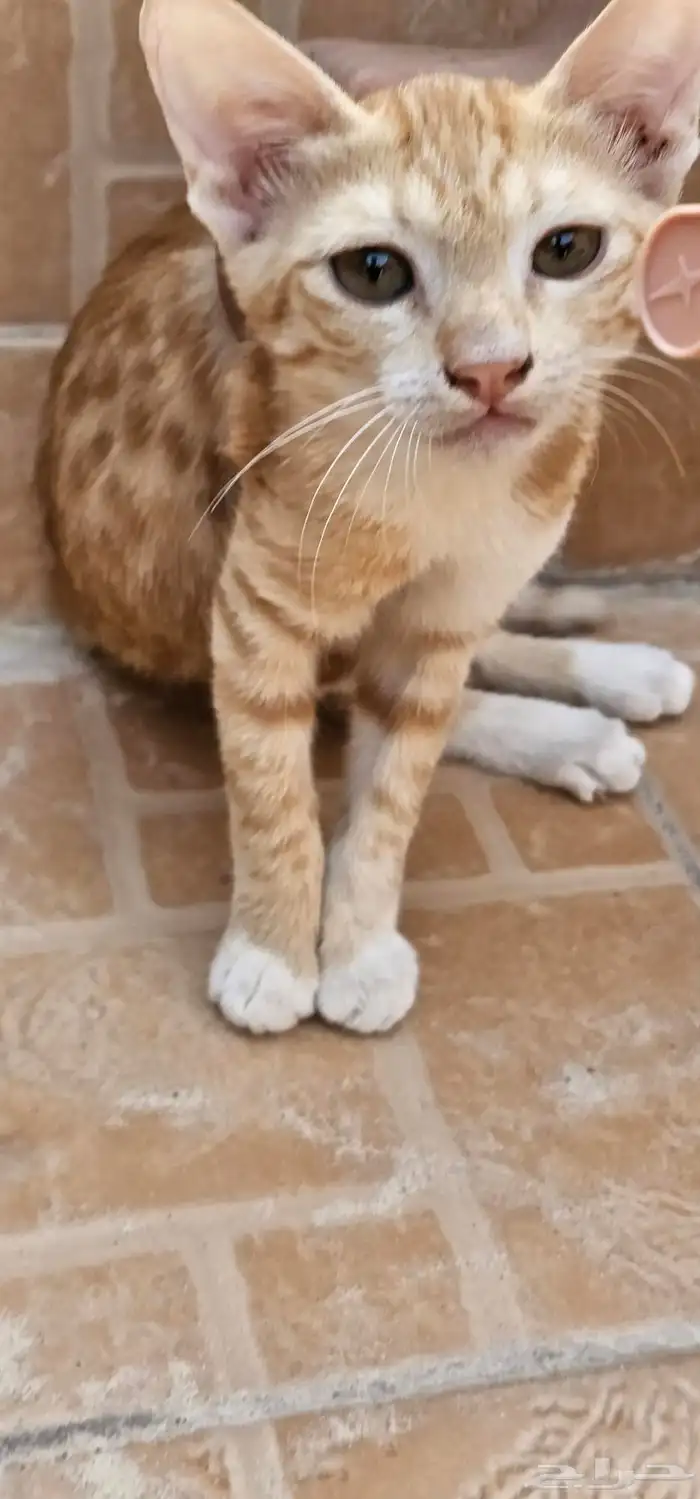 قط لليبع 4