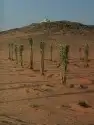 يوجد لدينا جميعا انوع انخيل الرياض المزحميه الدوادمي 9