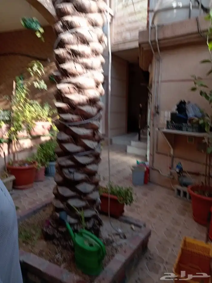 ابوياسين لبيع جميع انواع النخيل البلدي والواشنطن 1