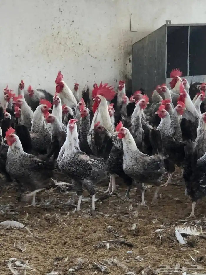 مشرف مزارع الدواجن وليه خبره عاليه في هذا المجال 9