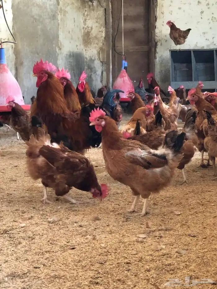 مشرف مزارع الدواجن وليه خبره عاليه في هذا المجال 8